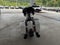 2024 HARLEY DAVIDSON ROAD GLIDE Base